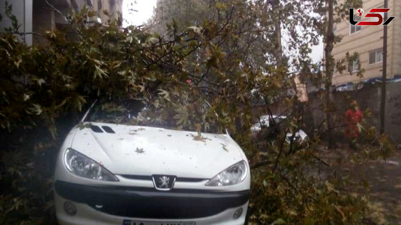 سقوط درخت بر روی 2 خودرو در پی وزش باد شدید در رشت