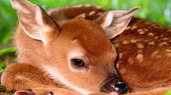 از غذا خوردن بچه آهو تا بقای پرندگان در زمستان