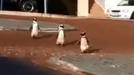 پرسه سه پنگوئن در خیابان های کرونایی آفریقا + فیلم
