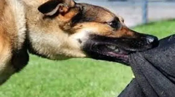 سگ سرکش در جوین 8 نفر را راهی بیمارستان کرد