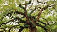 عجیب ترین درختان دنیا که انسان را شگفت زده کرد+تصاویر