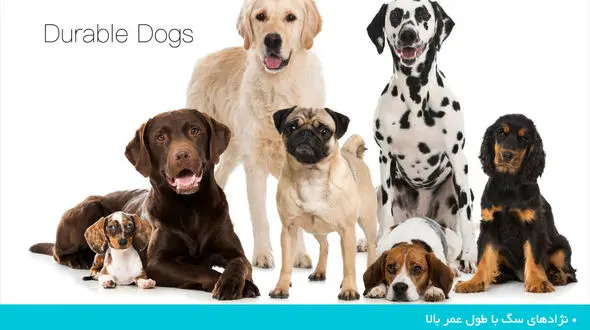 معرفی نژادهای مختلف سگ با طول عمرهای بالا +تصاویر دیدنی

