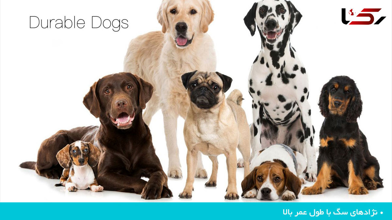 معرفی نژادهای مختلف سگ با طول عمرهای بالا +تصاویر دیدنی
