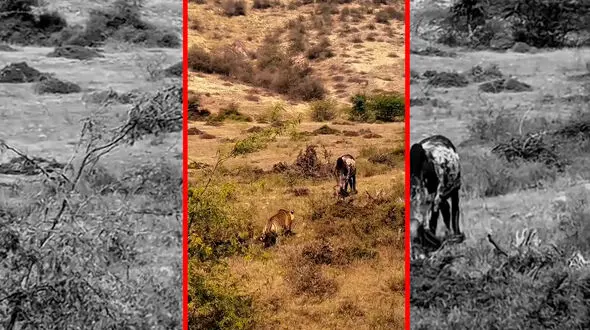 فیلم شکار گاو اهلی توسط ببر وحشی