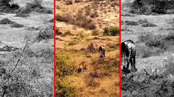 فیلم شکار گاو اهلی توسط ببر وحشی