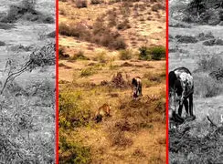 فیلم شکار گاو اهلی توسط ببر وحشی