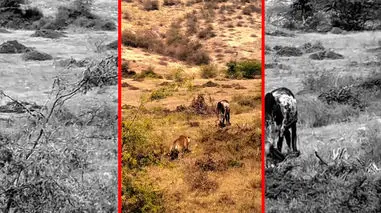 فیلم شکار گاو اهلی توسط ببر وحشی