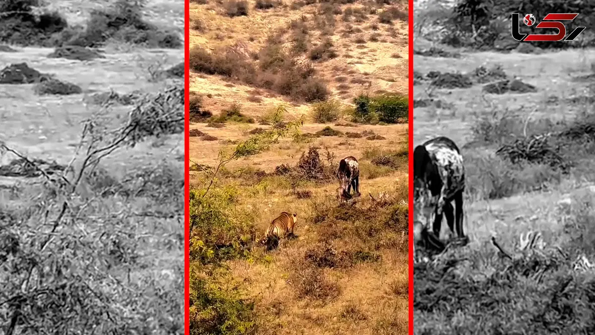 فیلم شکار گاو اهلی توسط ببر وحشی