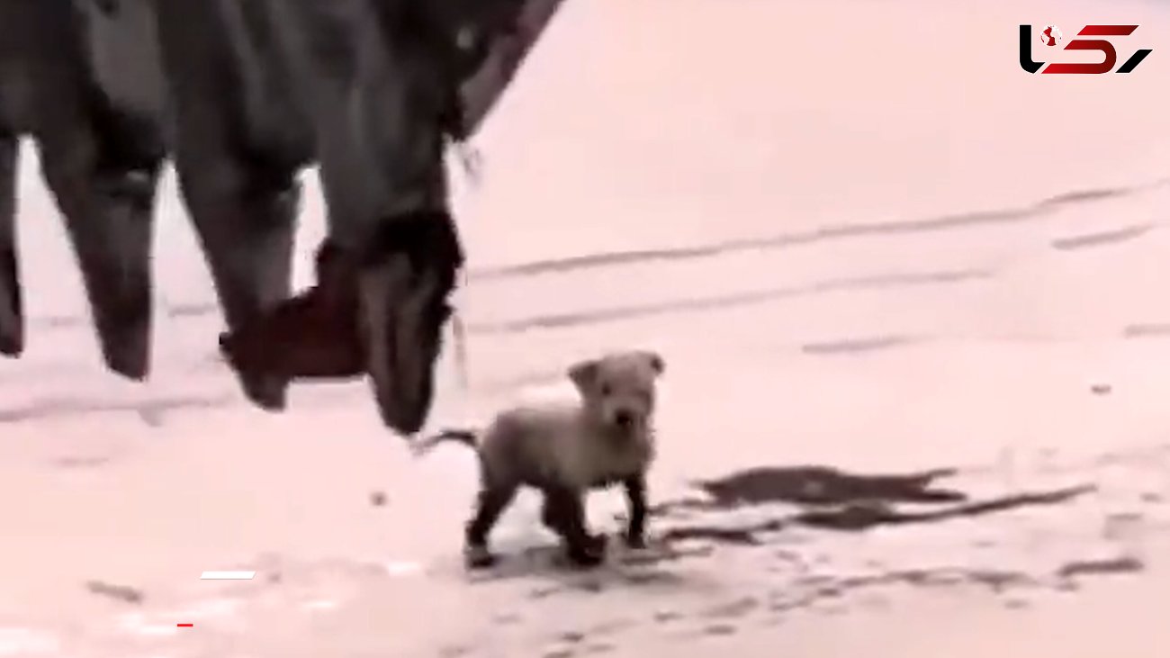 فیلم احساسی از نجات توله سگ از چاله با بیل مکانیکی / حیرت آور