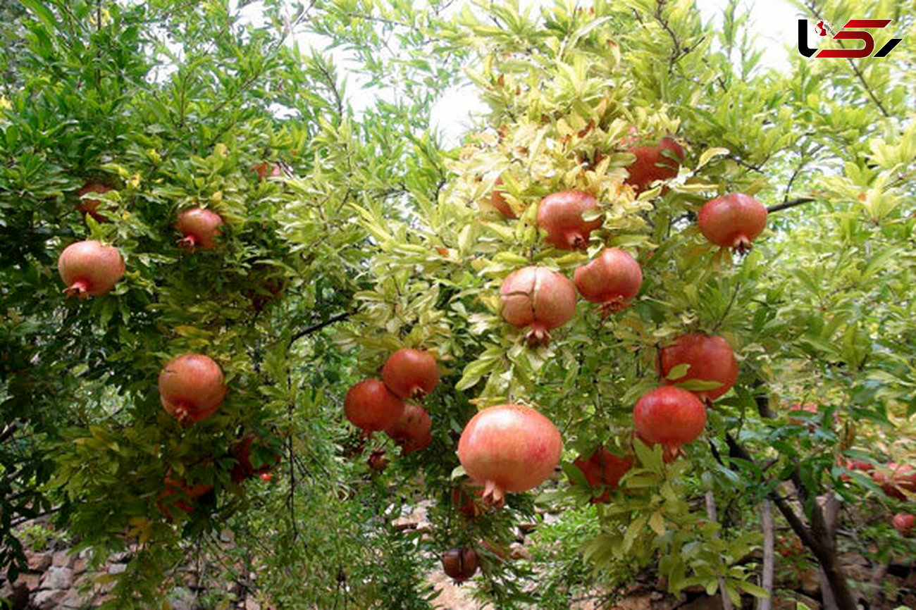 قابلیت توسعه باغات انار اردبیل در صورت حمایت