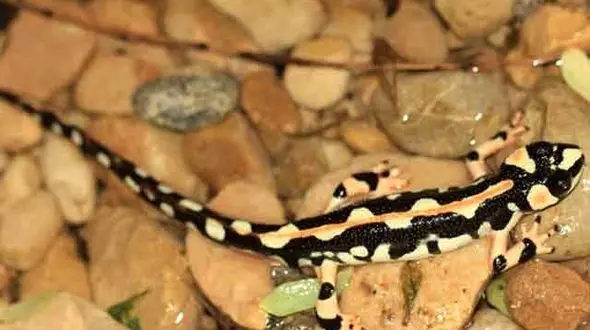  شناسایی زیستگاه جدید سمندر لرستانی