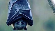 ثبت فیلم رمانتیک از خفاش در باران+ فیلم