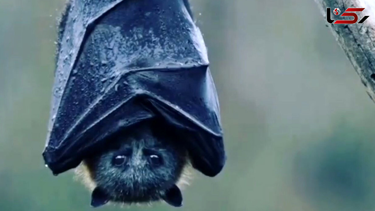 ثبت فیلم رمانتیک از خفاش در باران+ فیلم
