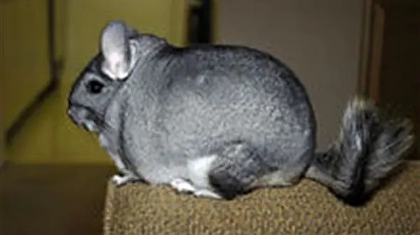 پوست این حیوان بالاترین قیمت را نزد تاجران و دلالان دارد+عکس