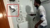 پنهان شدن مار سمی در کمد دیواری دستشویی! + فیلم