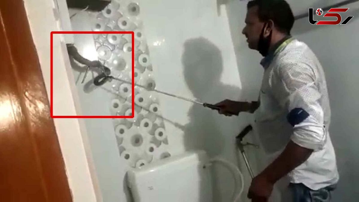 پنهان شدن مار سمی در کمد دیواری دستشویی! + فیلم