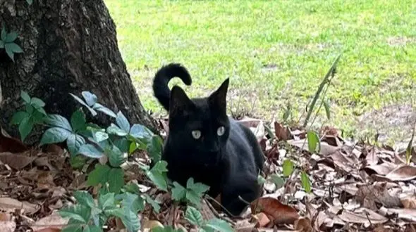 کشف ویروس جدید توسط گربه‌ ای در فلوریدا؛ ماجرا چیست؟