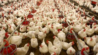 مرغ ایرانی به کویت  صادر می شود