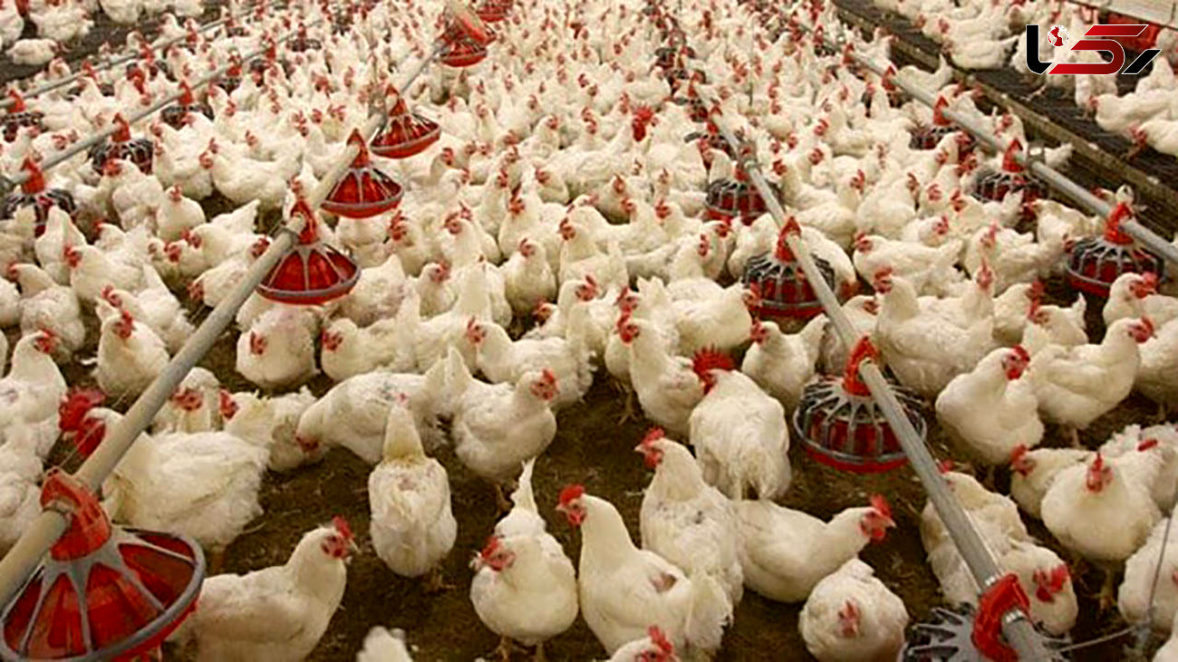 مرغ ایرانی به کویت  صادر می شود