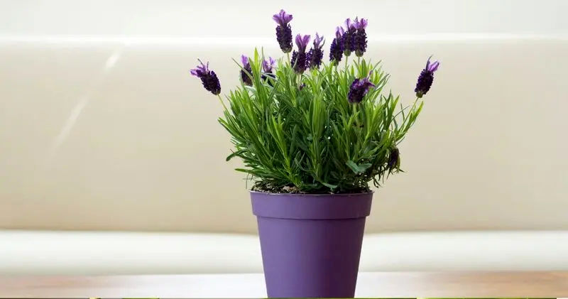 گیاهان آپارتمانی