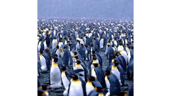 پرواز بالگرد بر فراز قطب جنوب ممنوع است