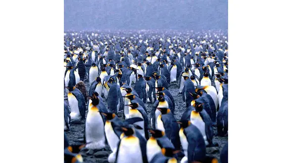 پرواز بالگرد بر فراز قطب جنوب ممنوع است