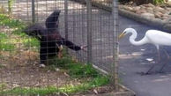 حقه باورنکردنی عقاب برای شکار مرغ ماهیخوار !  / عقاب در قفس هم عقاب است !
