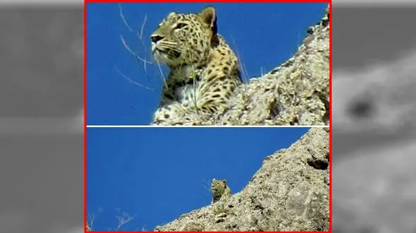  پلنگ های ایرانی به ارتفاعات طالقان رسیدند + عکس کمیاب و زیبا
