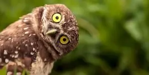 آخرین وضعیت کلینیک حیات وحش پردیسان