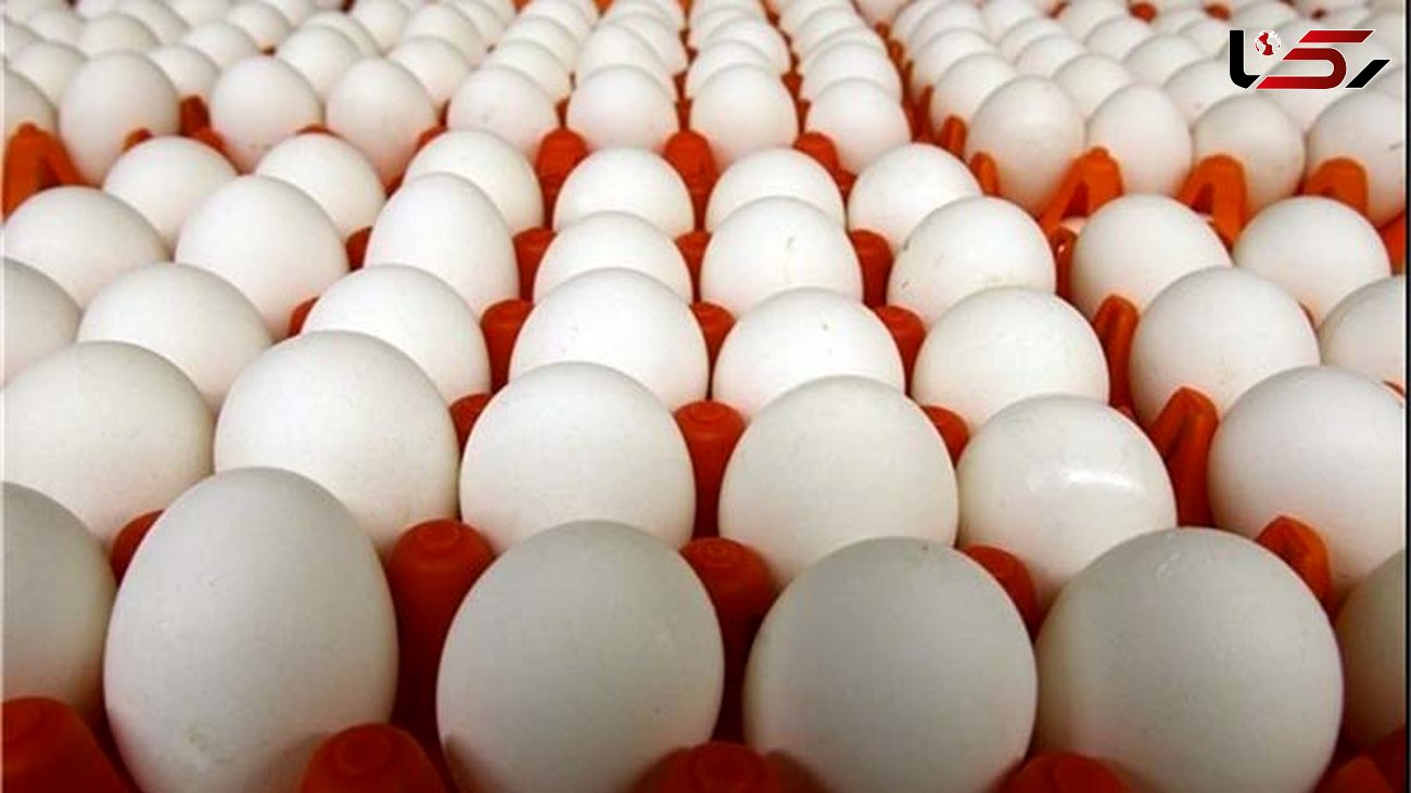 توزیع تخم‌مرغ دولتی شانه‌ای ۱۱ هزار و ۵۰۰ تومان