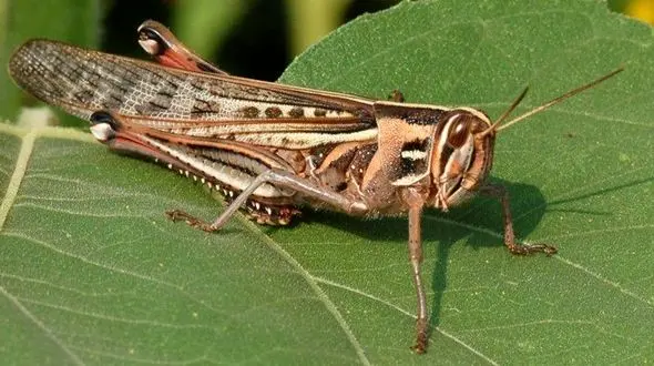 ملخ های تهران هنوز به خط قرمز نرسیده اند