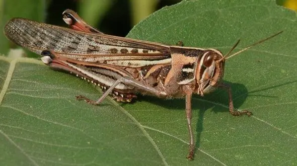 ملخ های تهران هنوز به خط قرمز نرسیده اند