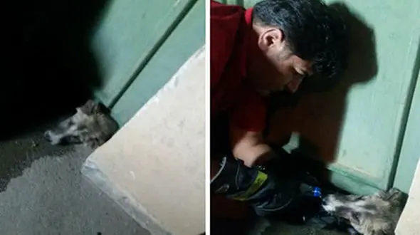 عملیات ویژه برای نجات جان یک سگ در مهاباد + عکس