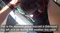 فیلم اقدام انساندوستانه پلیس از نجات سگ گرفتار در خودرو / جرم راننده چیست؟ / ببینید