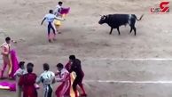 حمله وحشتناک گاو وحشی به زن گاو باز! + فیلم 14+