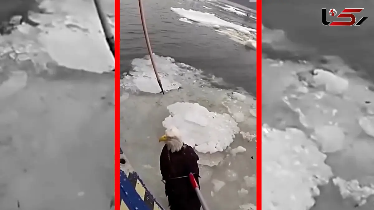 فیلم نجات عقاب سرسفید زخمی از یخ های رودخانه