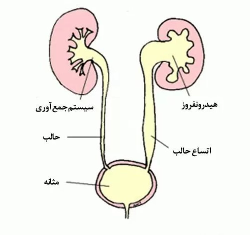 ساختار کلیه