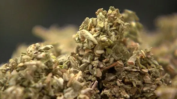 ماری جوانا تقلبی 25 تن را راهی بیمارستان کرد