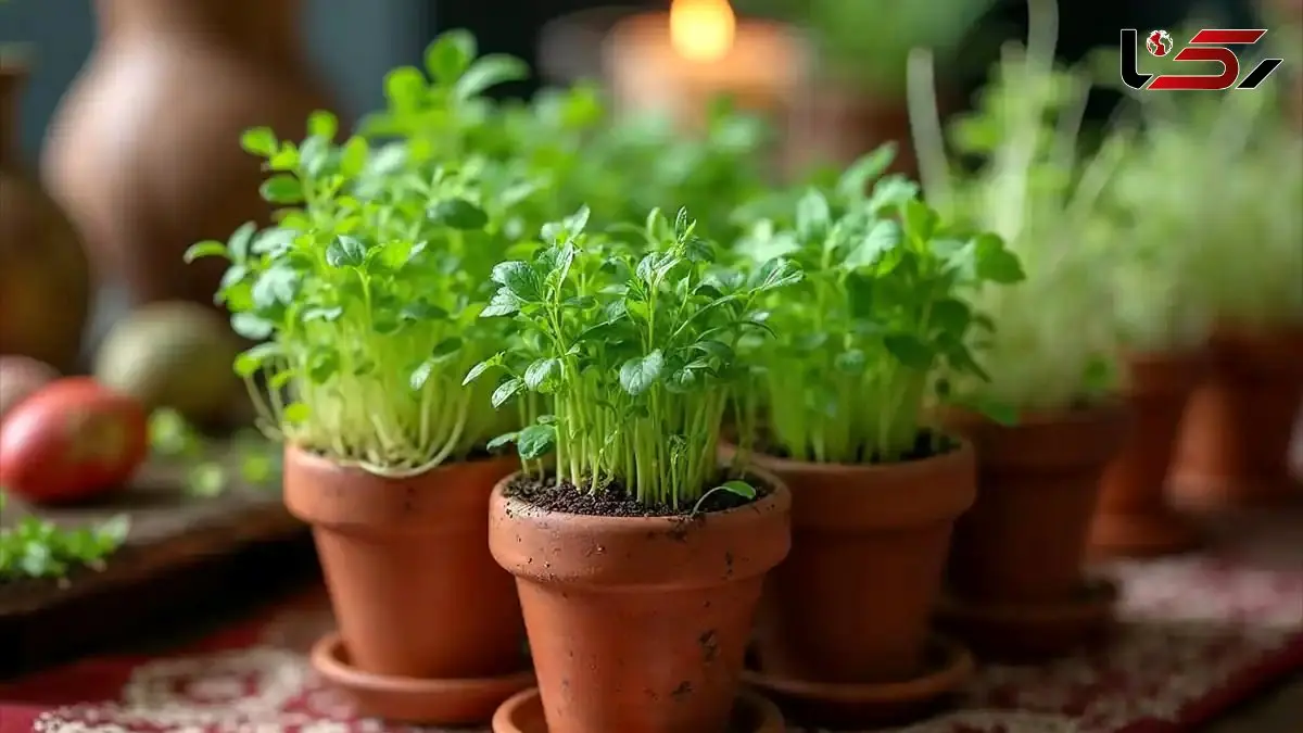 روش کاشت سبزه عید فوری با موفقیت 100 درصدی