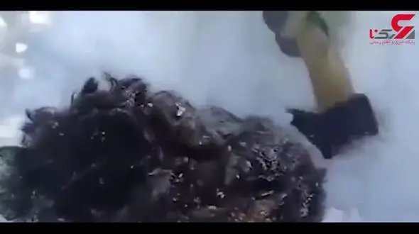 فیلمی از نجات سگ بیچاره از مرگ حتمی