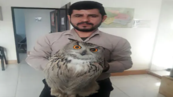 انتقال بوف زخمی به پارک پردیسان بجنورد + عکس