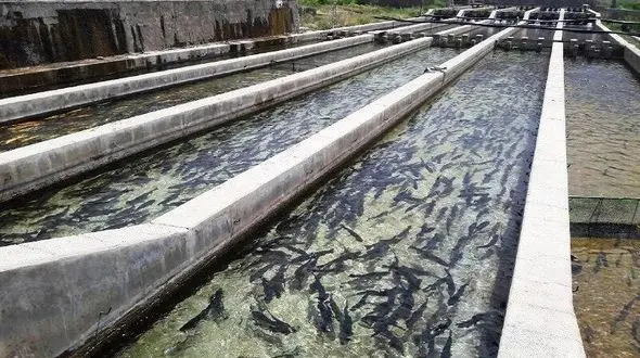 جهاد کشاورزی لرستان از طرحهای نوین توسعه آبزی پروری حمایت می‌کند