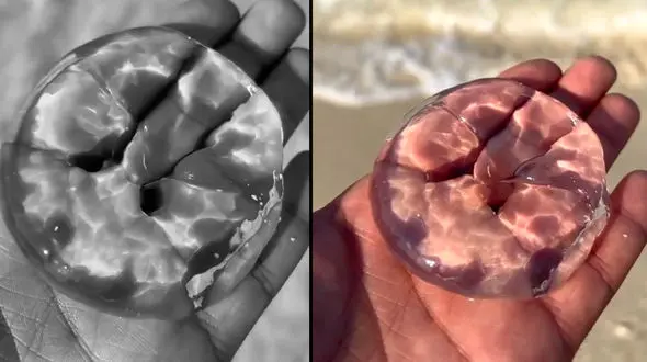 زیبایی عروس دریایی سواحل هرمزگان + فیلم 