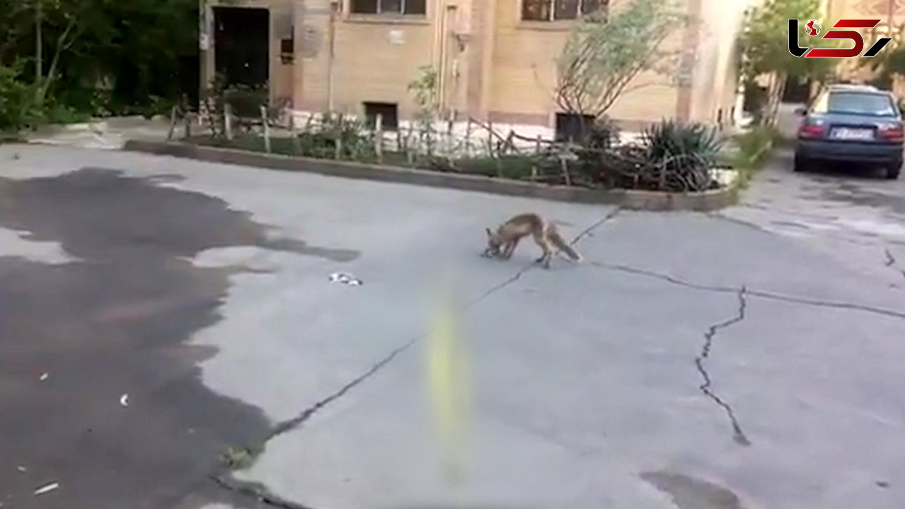 حمله روباه  به توله های یک گربه در تهران+ فیلم
