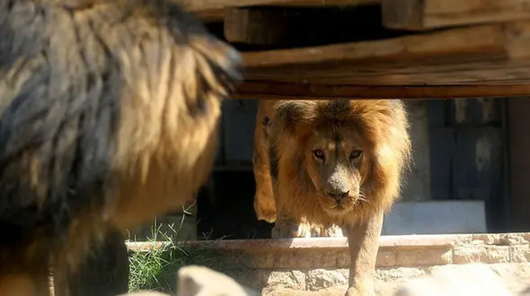 خبر بد / باغ‌وحش صفادشت تعطیل شد + عکس 