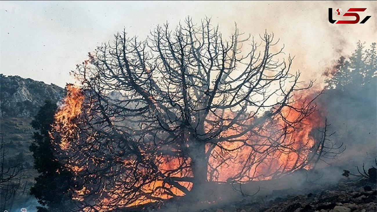 آتش سوزی 103 هکتار منابع طبیعی و جنگل های استان سمنان