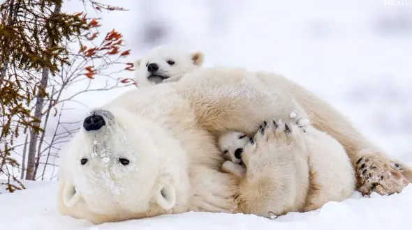 خواب شیرین در آغوش پرمهر مادر در قطب یخبندان