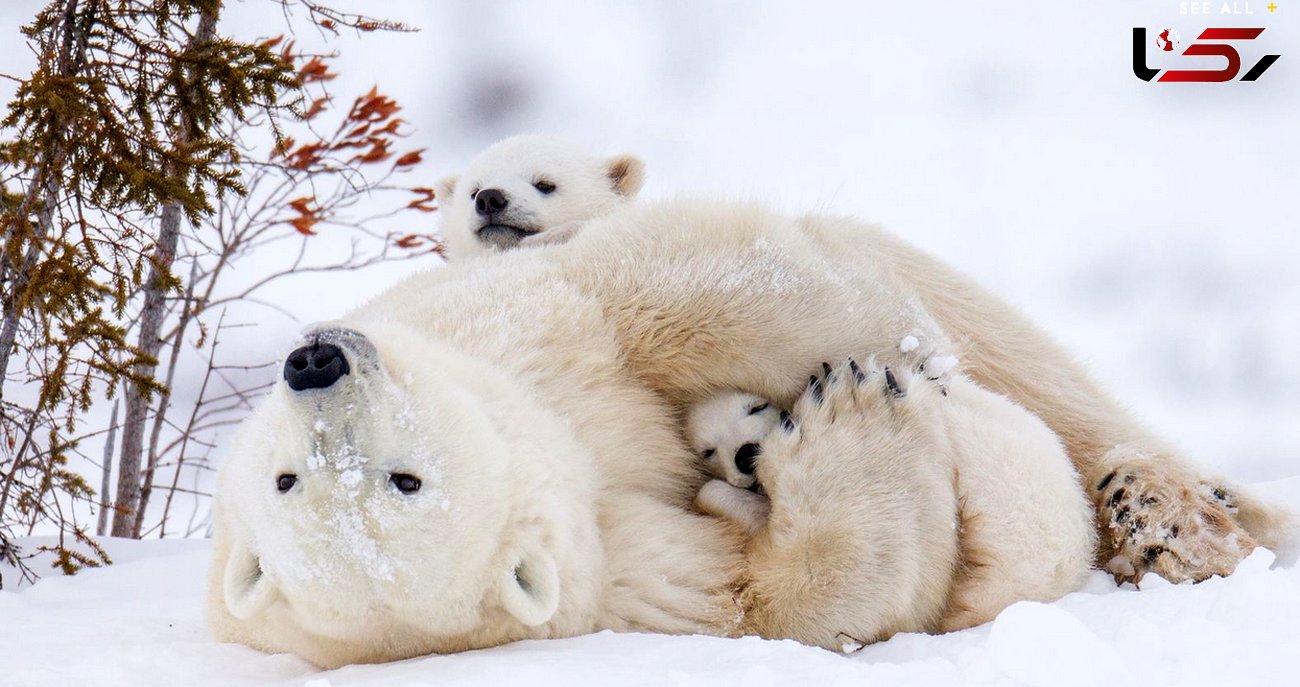 خواب شیرین در آغوش پرمهر مادر در قطب یخبندان