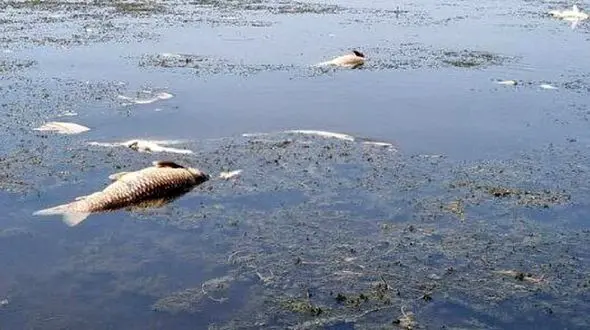 گرمای هوا جان تعداد زیادی از ماهیان تالاب انزلی را گرفت 