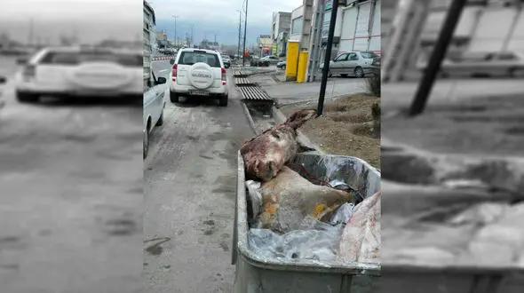 سر بریده الاغ در جاده +عکس عجیب